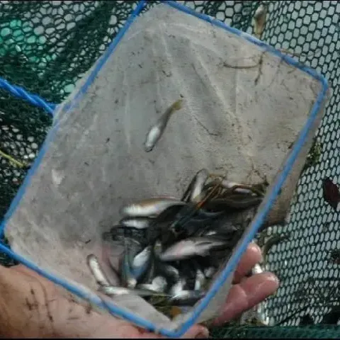 thumbnail for publication: Harvesting Ornamental Fish From Ponds